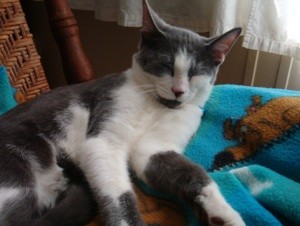 Male Cat Nurses Itself to Sleep